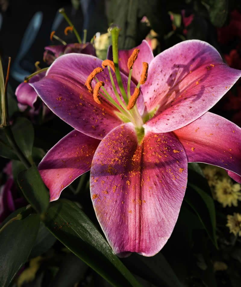 Gurushots Spring Snapshots Winners Photo Challenge