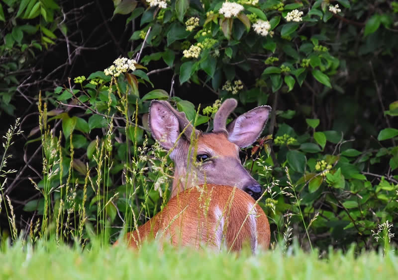 Gurushots Spring Snapshots Winners Photo Challenge
