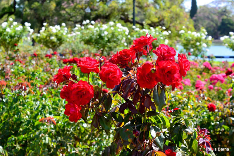Gurushots Spring Snapshots Winners Photo Challenge