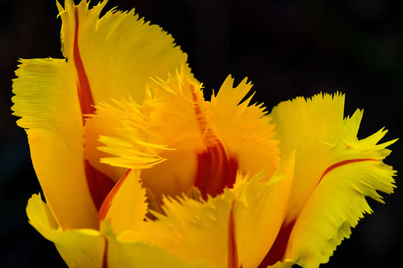 Gurushots Spring Snapshots Winners Photo Challenge