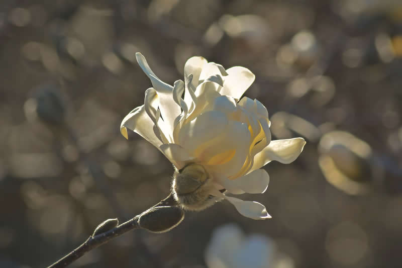 Gurushots Spring Snapshots Winners Photo Challenge