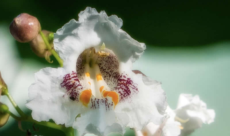 Gurushots Spring Snapshots Winners Photo Challenge