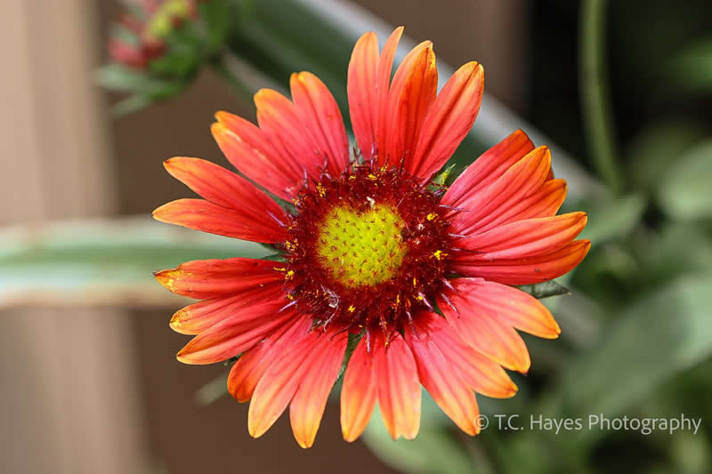Gurushots Spring Snapshots Winners Photo Challenge