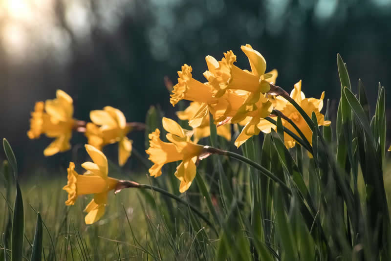 Gurushots Spring Snapshots Winners Photo Challenge