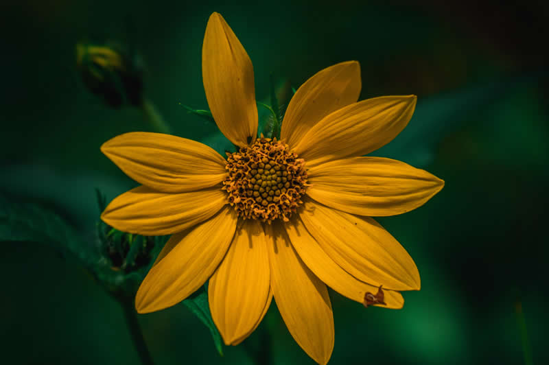 Gurushots Spring Snapshots Winners Photo Challenge