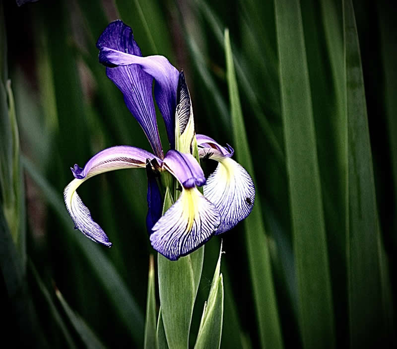 Gurushots Spring Snapshots Winners Photo Challenge