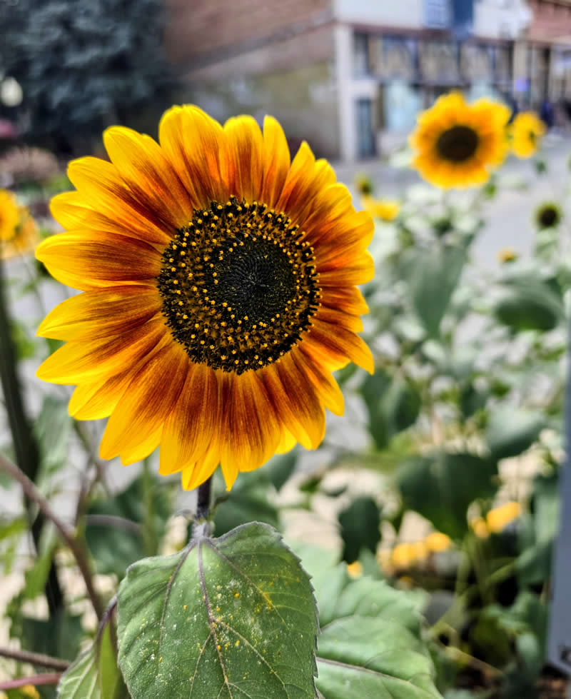 Gurushots Spring Snapshots Winners Photo Challenge
