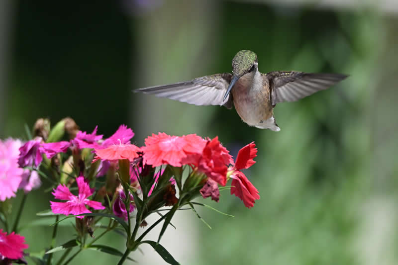Gurushots Spring Snapshots Winners Photo Challenge