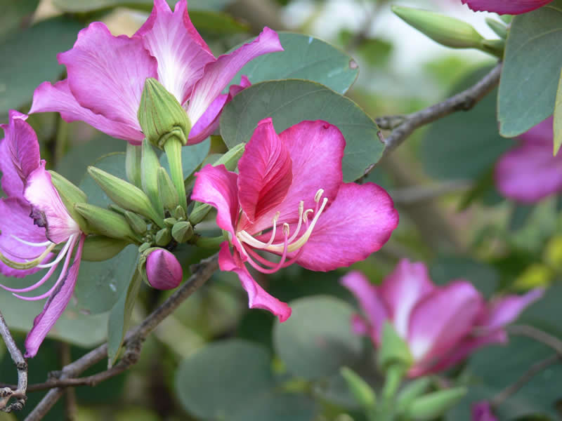 Gurushots Spring Snapshots Winners Photo Challenge