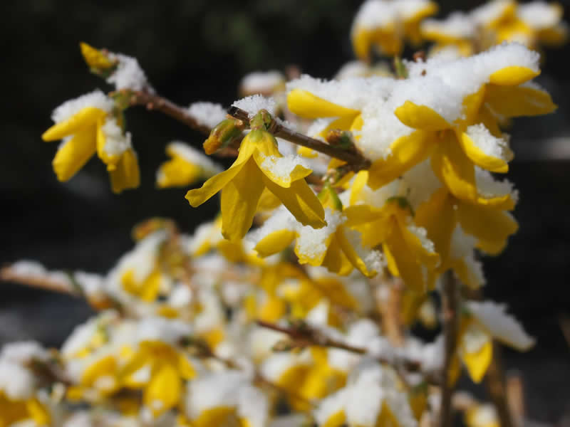 Gurushots Spring Snapshots Winners Photo Challenge