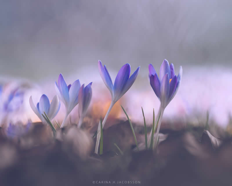 Gurushots Spring Snapshots Winners Photo Challenge