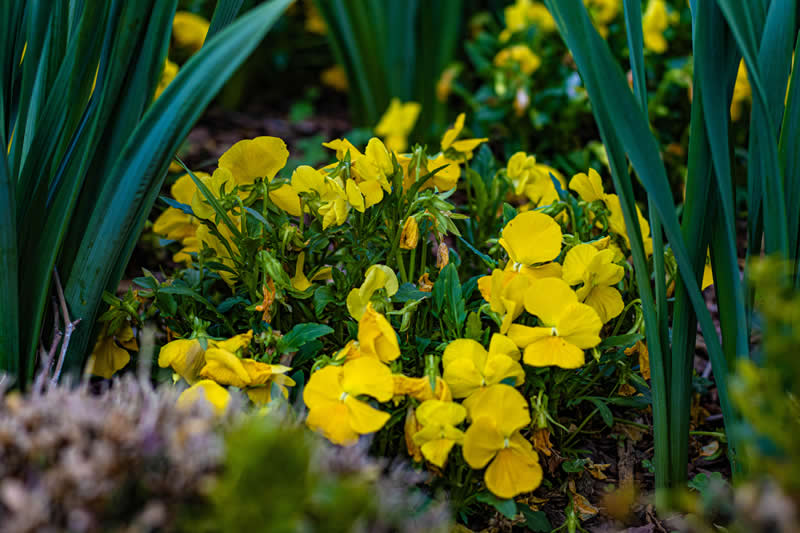 Gurushots Spring Snapshots Winners Photo Challenge