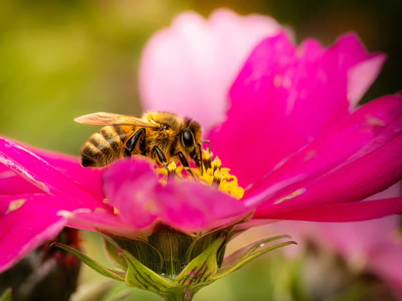 Gurushots Spring Snapshots Winners Photo Challenge
