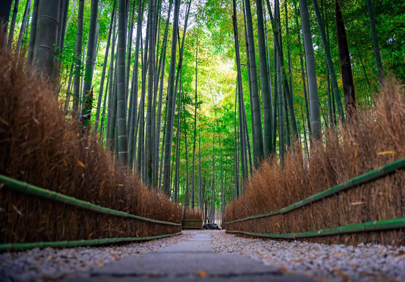 Gurushots Spring Snapshots Winners Photo Challenge