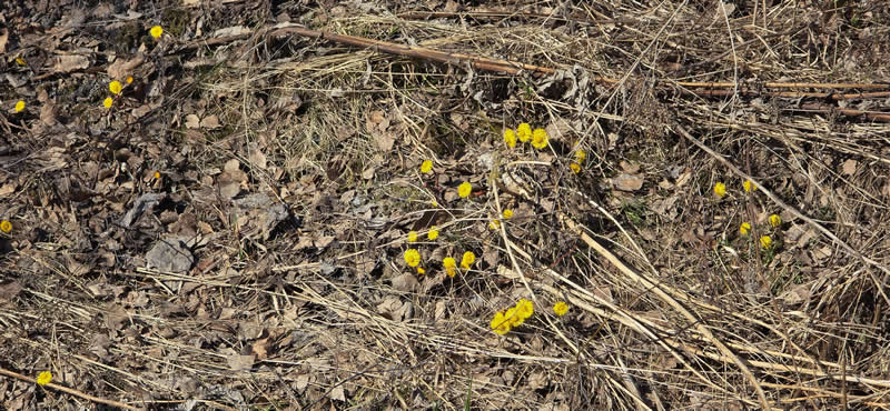 Gurushots Spring Snapshots Winners Photo Challenge