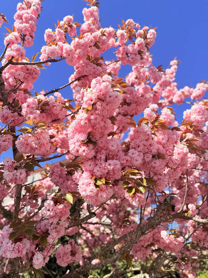 Gurushots Spring Snapshots Winners Photo Challenge
