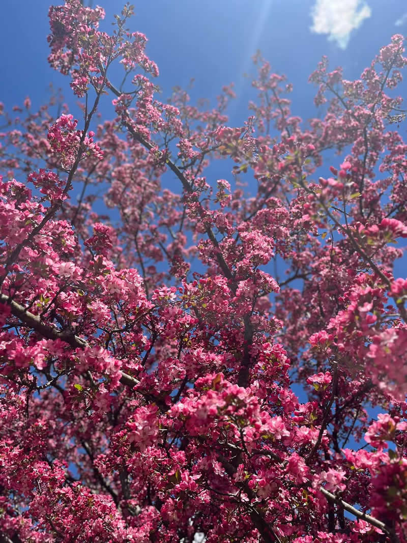Gurushots Spring Snapshots Winners Photo Challenge