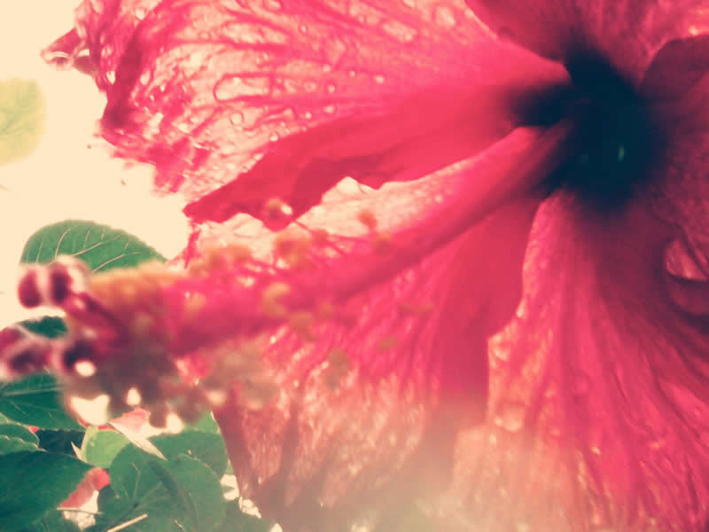 Gurushots Spring Snapshots Winners Photo Challenge