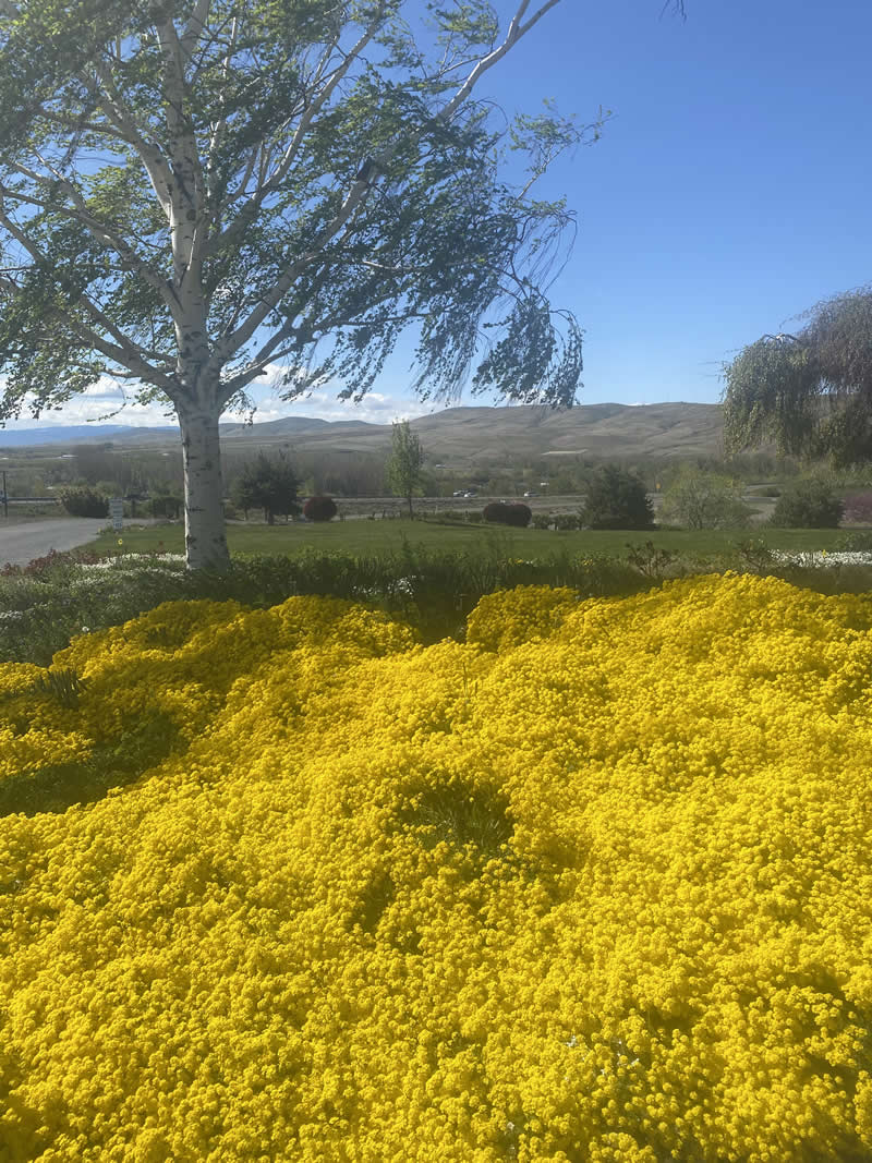 Gurushots Spring Snapshots Winners Photo Challenge