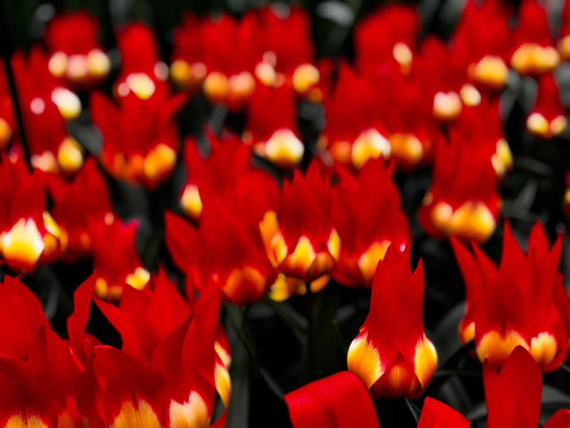 Gurushots Spring Snapshots Winners Photo Challenge