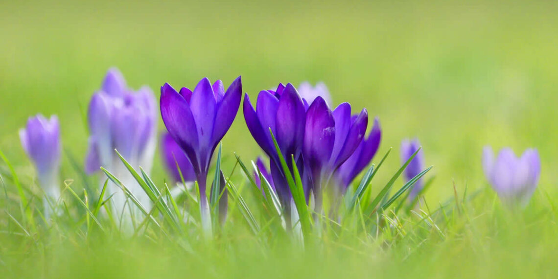 Gurushots Spring Snapshots Winners Photo Challenge