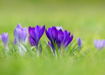 Gurushots Spring Snapshots Winners Photo Challenge