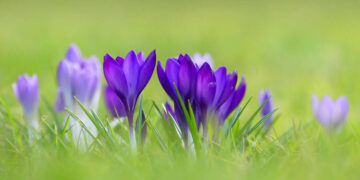 Gurushots Spring Snapshots Winners Photo Challenge