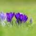 GuruShots Winning Images from their 'Spring Snapshots' Photo Challenge 75 Gurushots Spring Snapshots Winners Photo Challenge