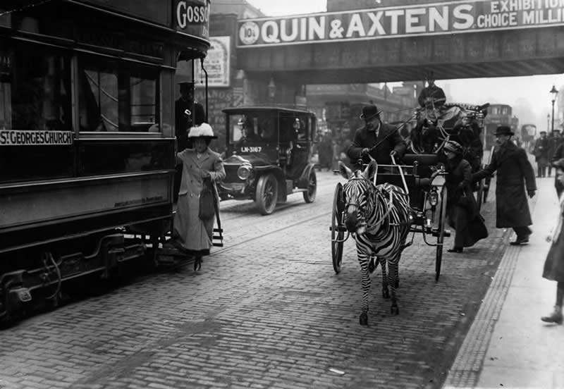 40 Historic Photos That Will Completely Change How You See the Past 64 Gentleman in his zebra-drawn carriage, London, 1913.