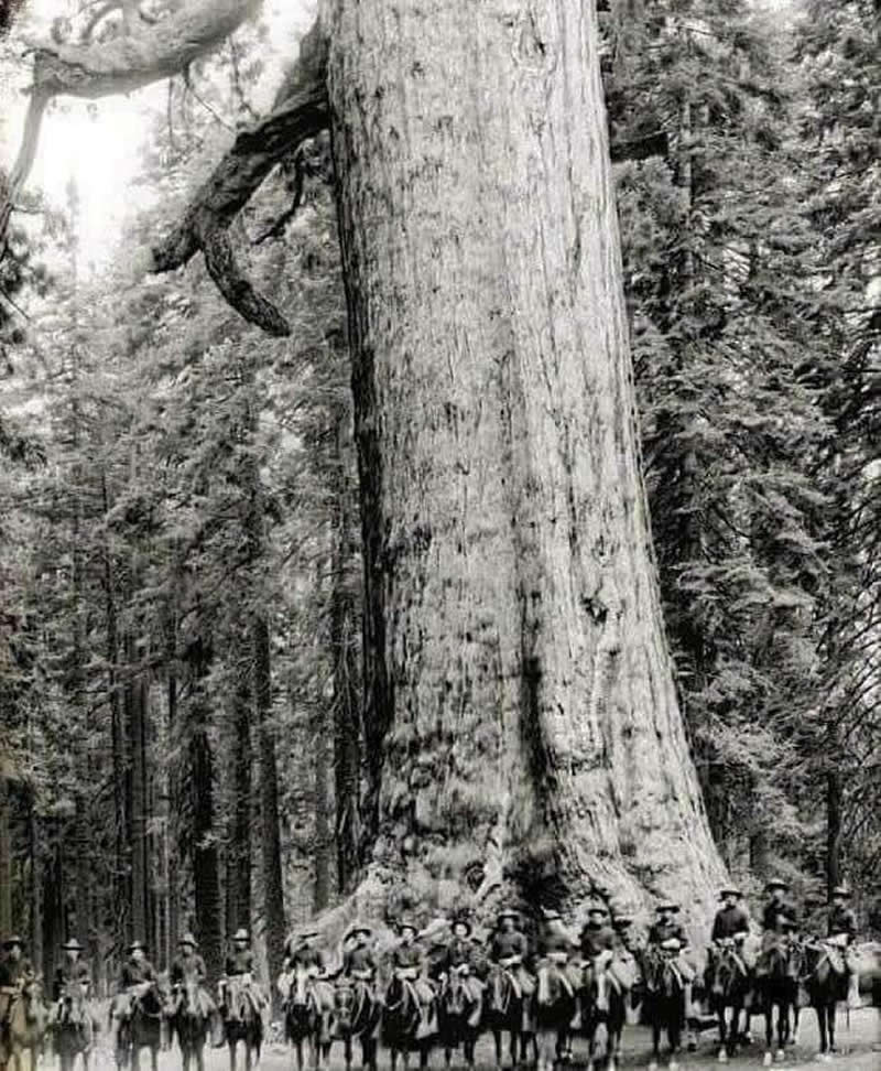 40 Historic Photos That Will Completely Change How You See the Past 80 US cavalry soldiers pose in front of a tree known as the "Grizzly Giant" 1900. The tree still stands.