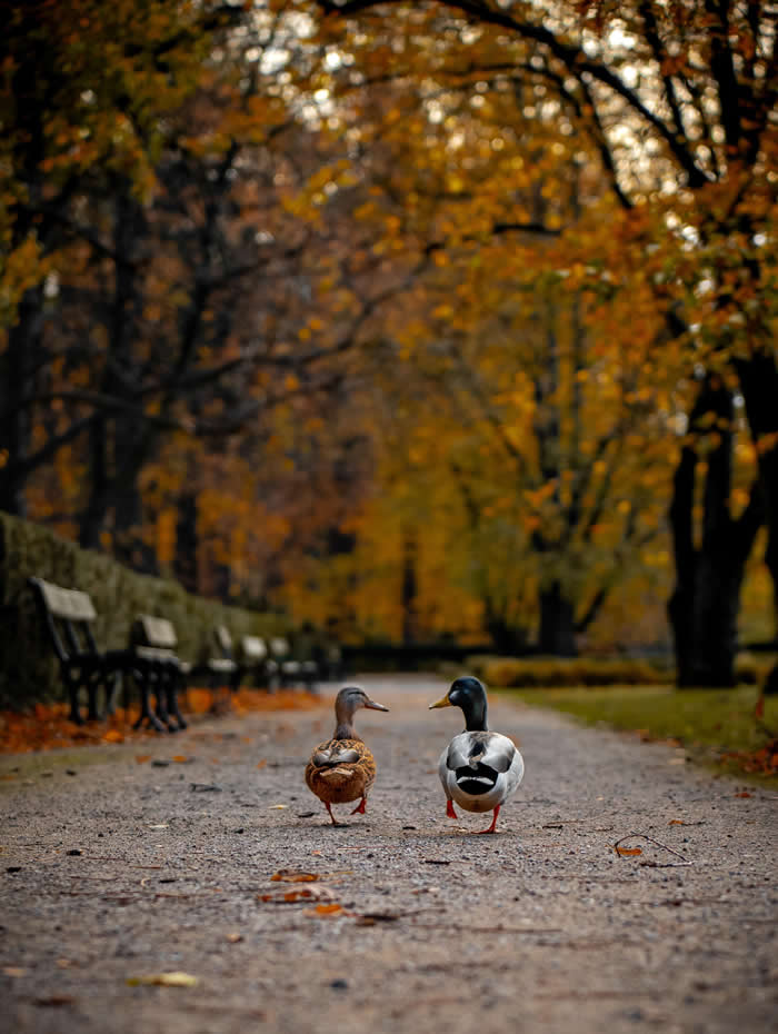 ITAP of a couple of ducks