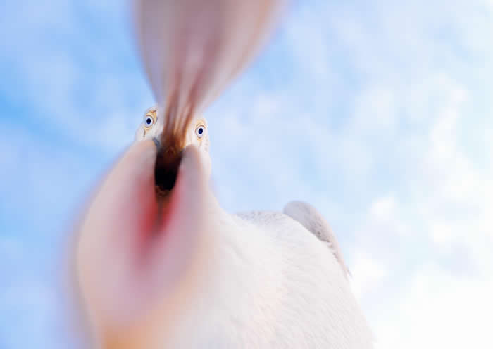ITAP of A Pelican Grabbing My Lens