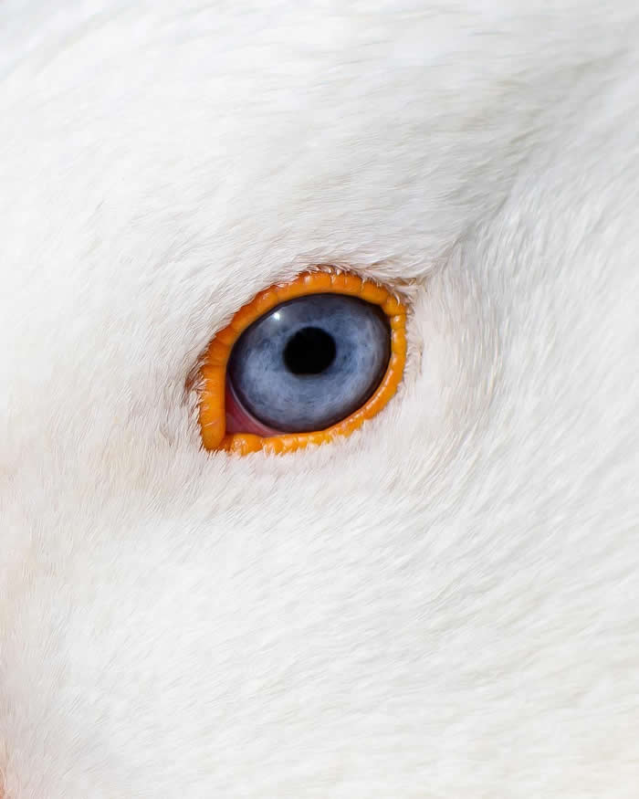 ITAP of an eye of a goose