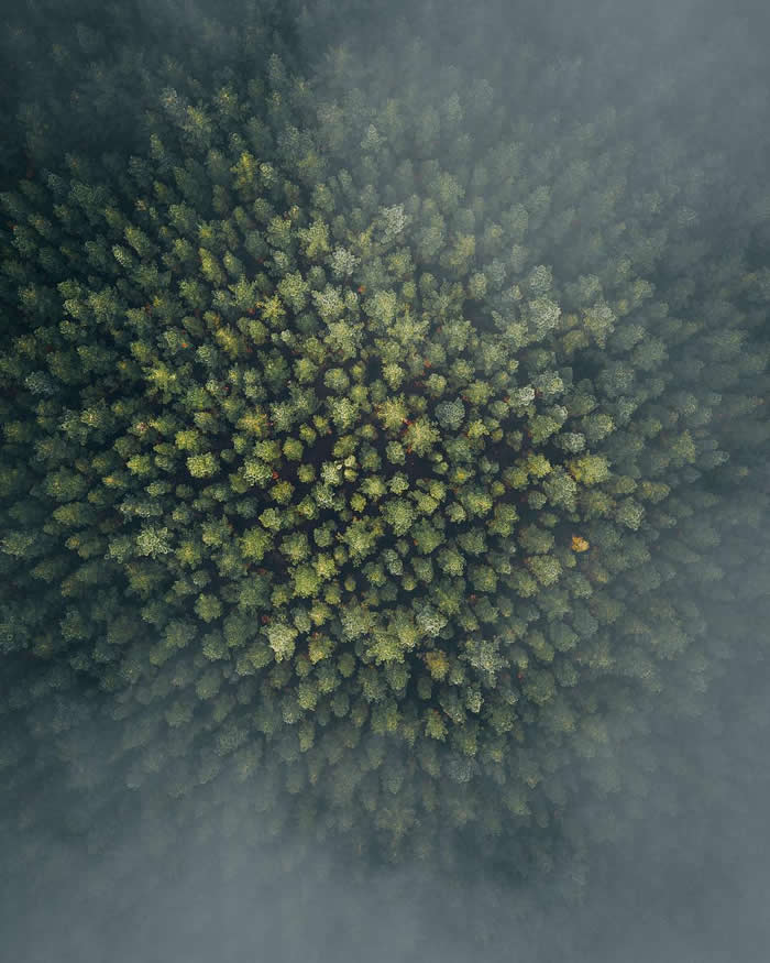 ITAP of a forest on a winters morning