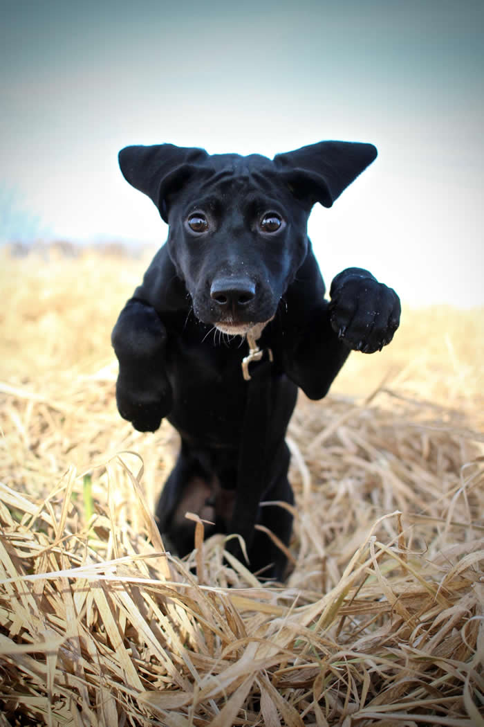 ITAP of my puppy jumping in a field