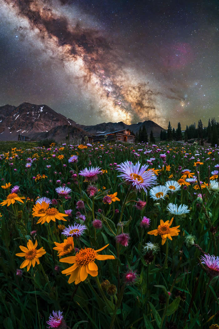 ITAP of Colorado Wildflowers
