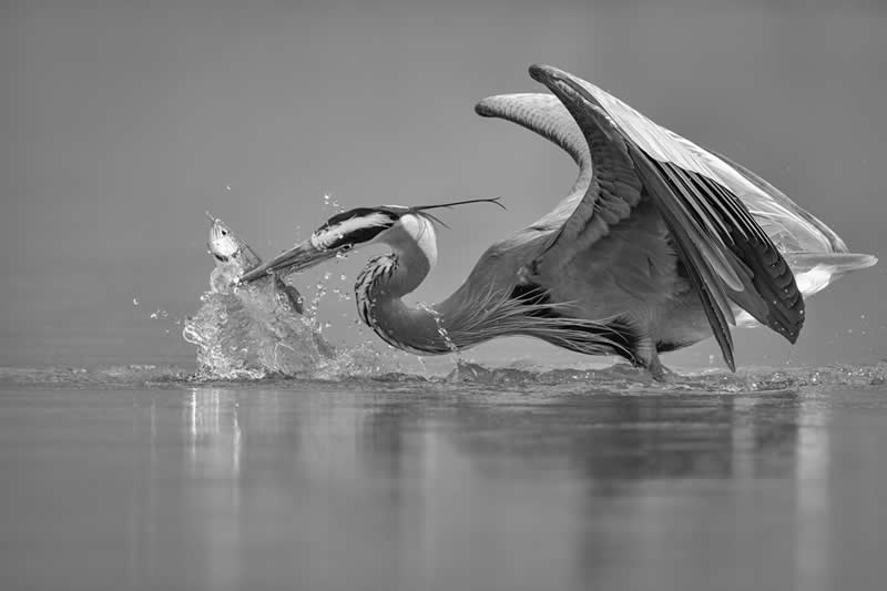 The Wild in Black and White: 40 Award-Winning Wildlife Photos From MonoVisions 2026 43 1st Place Winner: Perfect Strike by Wei Lian, United States - MonoVisions Black and White Wildlife Photography Awards 2026 Winners