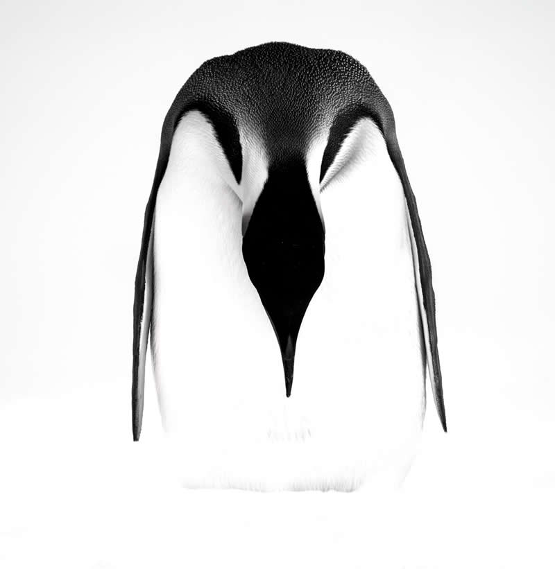 The Wild in Black and White: 40 Award-Winning Wildlife Photos From MonoVisions 2026 44 2nd Place Winner: Grace! by Liwen Tao, United States - MonoVisions Black and White Wildlife Photography Awards 2026 Winners