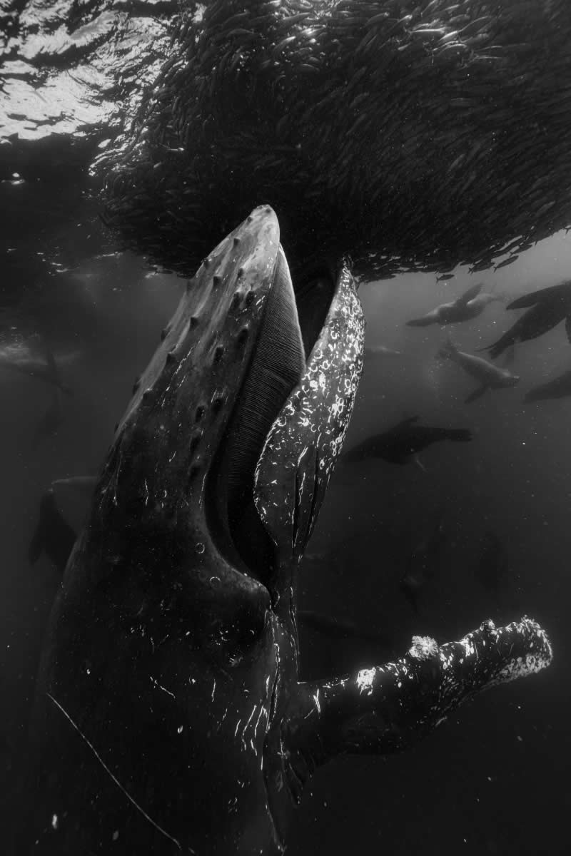 The Wild in Black and White: 40 Award-Winning Wildlife Photos From MonoVisions 2026 45 3rd Place Winner: Opportunistic Feeding by Camilo Diaz, Colombia - MonoVisions Black and White Wildlife Photography Awards 2026 Winners