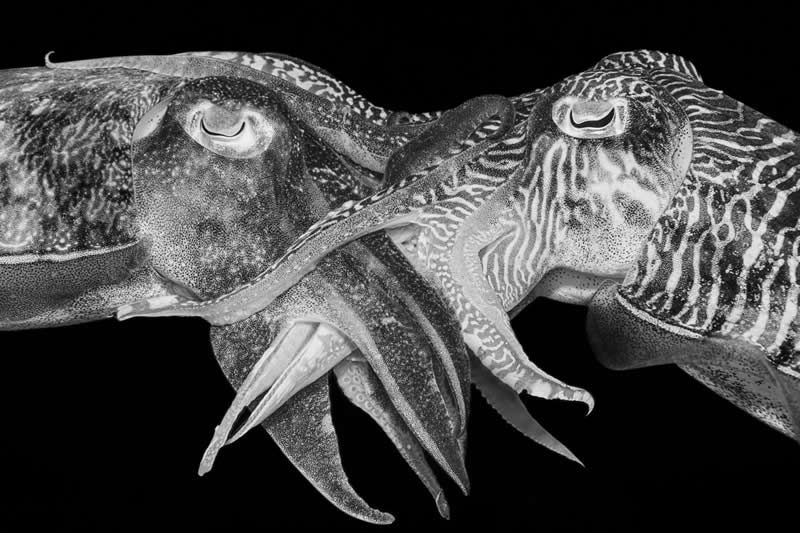 The Wild in Black and White: 40 Award-Winning Wildlife Photos From MonoVisions 2026 46 Kiss of Death by Suliman Alatiqi, Kuwait - MonoVisions Black and White Wildlife Photography Awards 2026 Winners