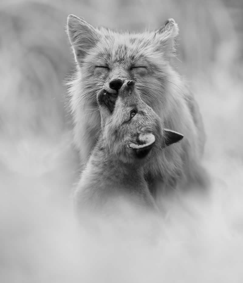 The Wild in Black and White: 40 Award-Winning Wildlife Photos From MonoVisions 2026 47 Ouch! by Janet Gustin, United States - MonoVisions Black and White Wildlife Photography Awards 2026 Winners