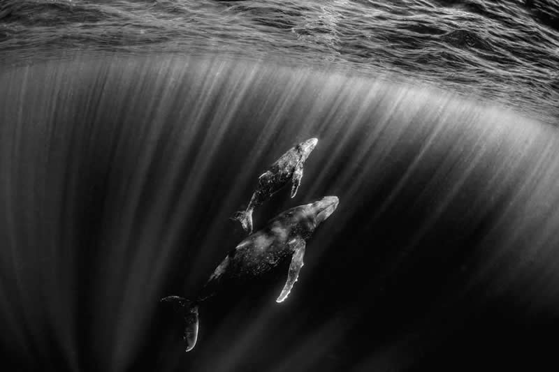 The Wild in Black and White: 40 Award-Winning Wildlife Photos From MonoVisions 2026 48 Coming Up for Air in Monochrome by Nathan Myhrvold, United States - MonoVisions Black and White Wildlife Photography Awards 2026 Winners