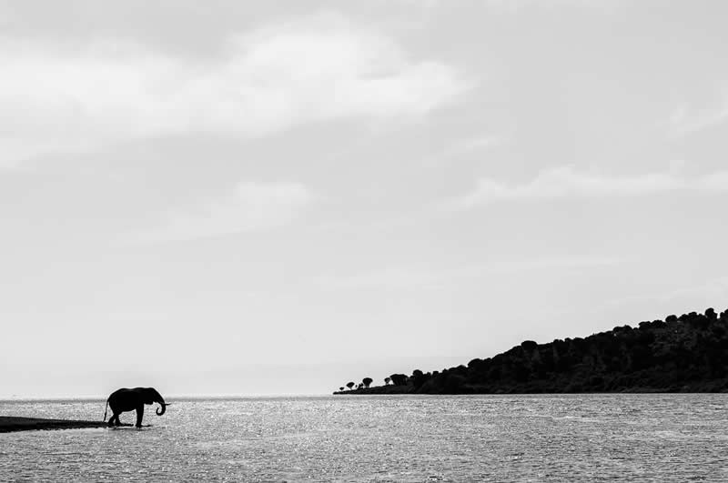 The Wild in Black and White: 40 Award-Winning Wildlife Photos From MonoVisions 2026 49 Drinking Elephant by Aleksander Myklebust, Norway - MonoVisions Black and White Wildlife Photography Awards 2026 Winners