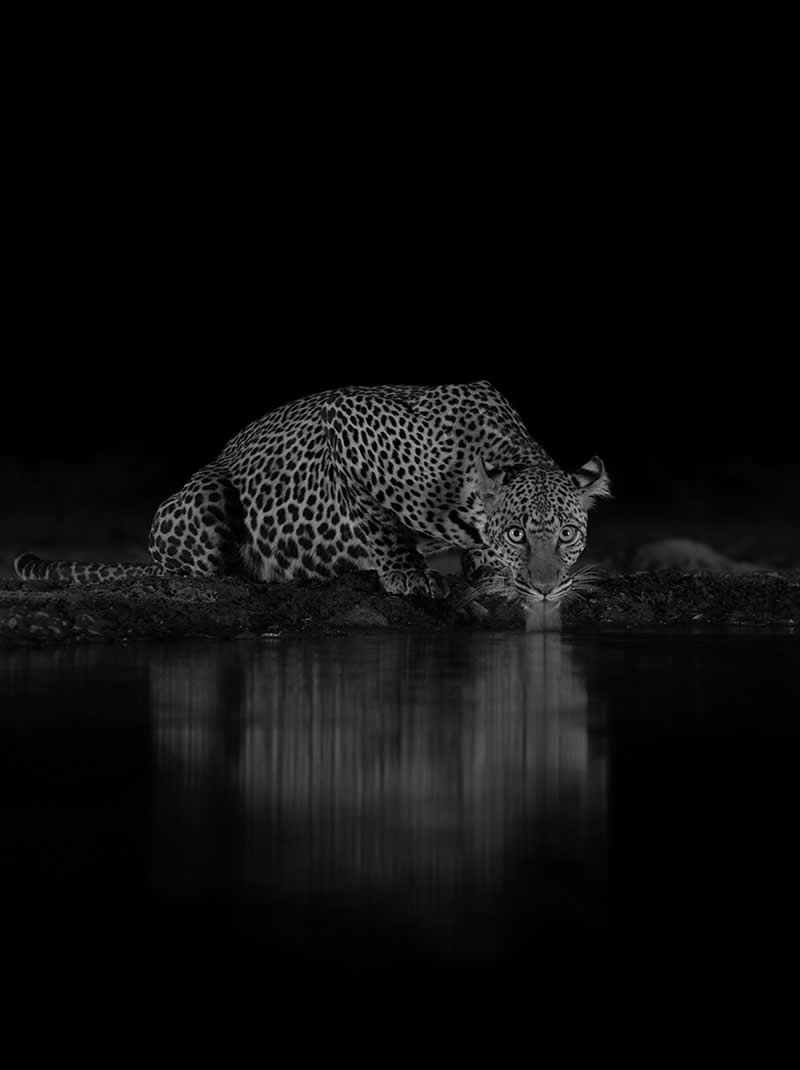 The Wild in Black and White: 40 Award-Winning Wildlife Photos From MonoVisions 2026 50 Princess of the night by Joyoti Basu, India - MonoVisions Black and White Wildlife Photography Awards 2026 Winners