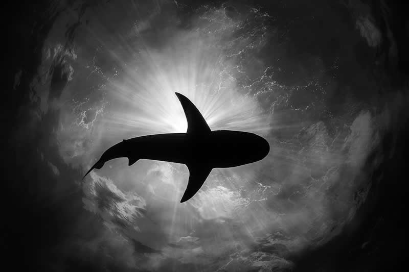 The Wild in Black and White: 40 Award-Winning Wildlife Photos From MonoVisions 2026 51 Eclipse by Remuna Beca, United States - MonoVisions Black and White Wildlife Photography Awards 2026 Winners
