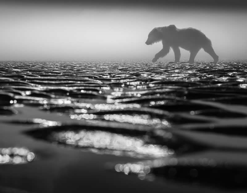 The Wild in Black and White: 40 Award-Winning Wildlife Photos From MonoVisions 2026 52 Walking on Liquid Diamonds by Janet Gustin, United States - MonoVisions Black and White Wildlife Photography Awards 2026 Winners