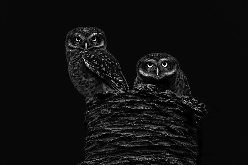 The Wild in Black and White: 40 Award-Winning Wildlife Photos From MonoVisions 2026 53 Spooky Spotted Owlet by Partha Roy, Singapore - MonoVisions Black and White Wildlife Photography Awards 2026 Winners