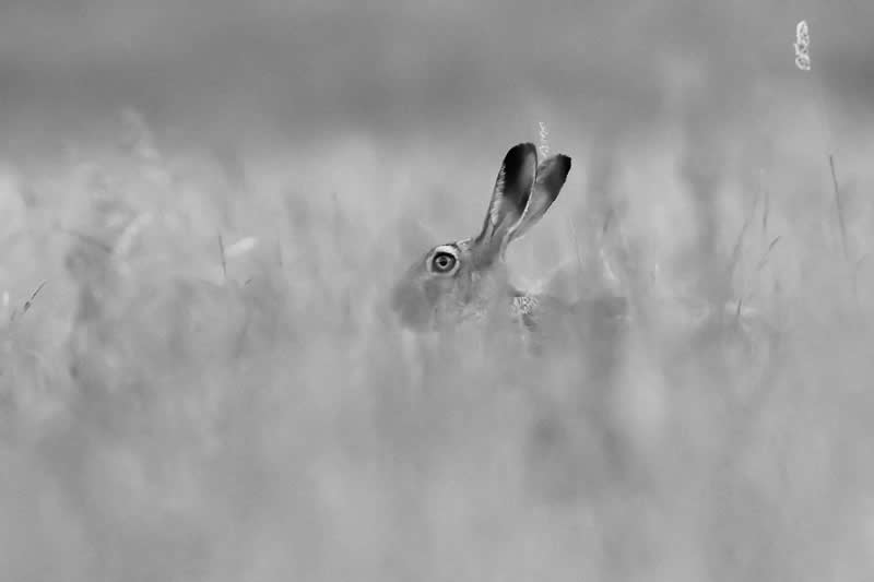 The Wild in Black and White: 40 Award-Winning Wildlife Photos From MonoVisions 2026 54 The Unseen Within by Leszek Hus, Poland - MonoVisions Black and White Wildlife Photography Awards 2026 Winners