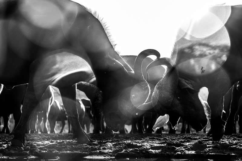 The Wild in Black and White: 40 Award-Winning Wildlife Photos From MonoVisions 2026 55 Trouble in the herd of Buffalos by Alex Brackx, Belgium - MonoVisions Black and White Wildlife Photography Awards 2026 Winners