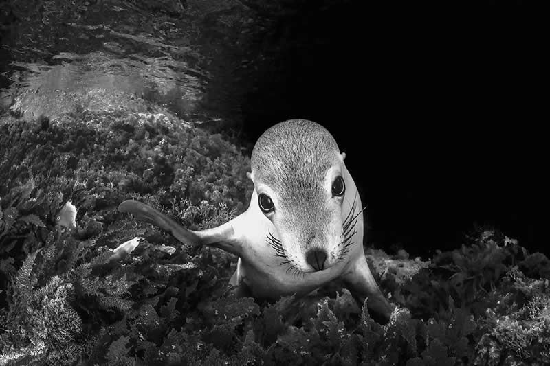 The Wild in Black and White: 40 Award-Winning Wildlife Photos From MonoVisions 2026 56 Sea Puppy Gaze by Remuna Beca, United States - MonoVisions Black and White Wildlife Photography Awards 2026 Winners